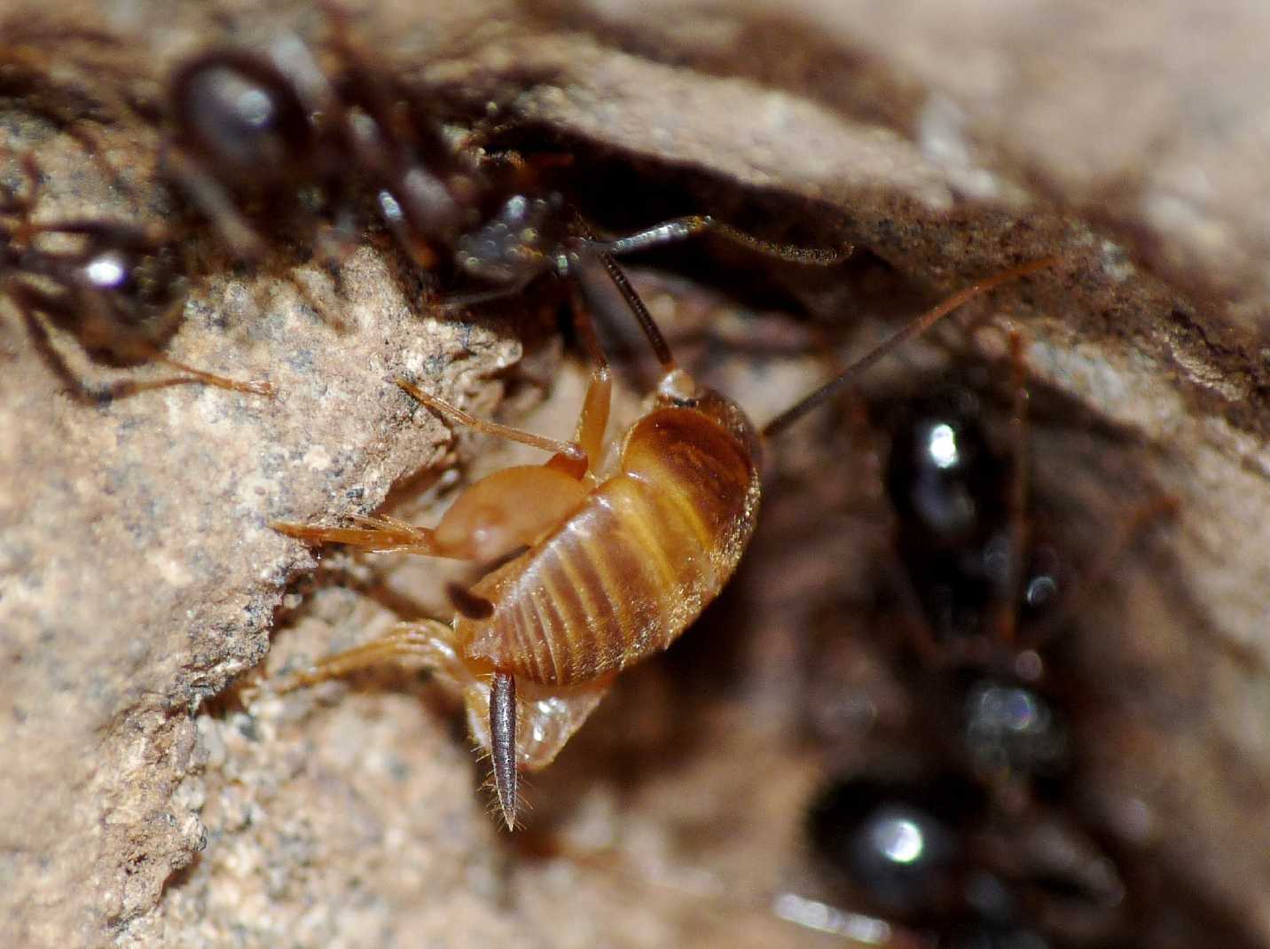 Piccolo ortottero siculo: Myrmecophilus sp.